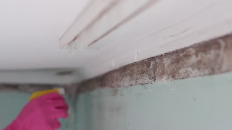 Mold Documentation for Insurance Claims in Sand Ridge, NY